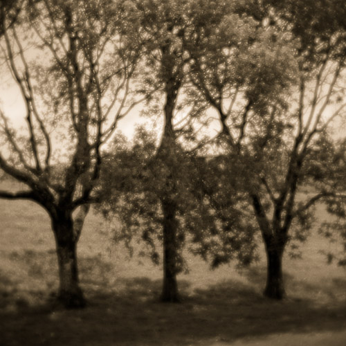 Three trees and summer light, Co. Clare