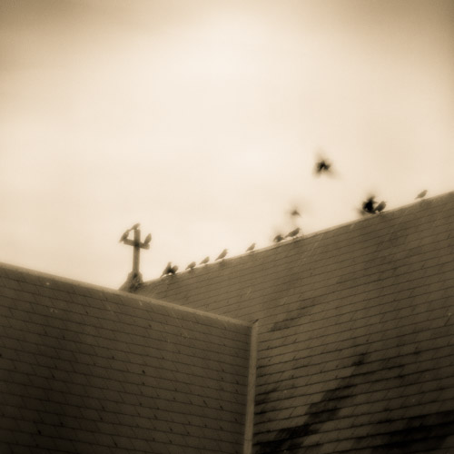 Ravens and church roof, Co. Clare