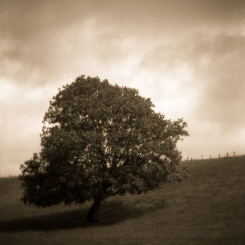 Tree and shadow, Co. Clare